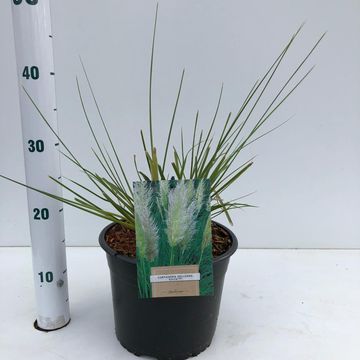 Cortaderia selloana 'Evita'