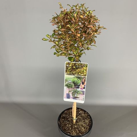 Coprosma 'Evening Glow' — Рослини оптом FlorAccess