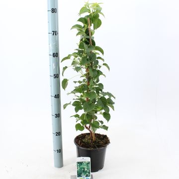 Hydrangea anomala petiolaris