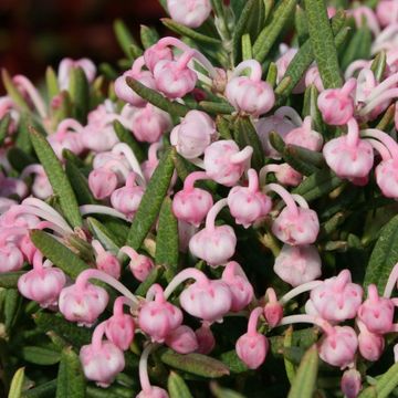 Andromeda polifolia 'Blue Ice'