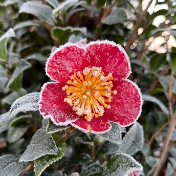 Camellia sasanqua 'Yuletide'