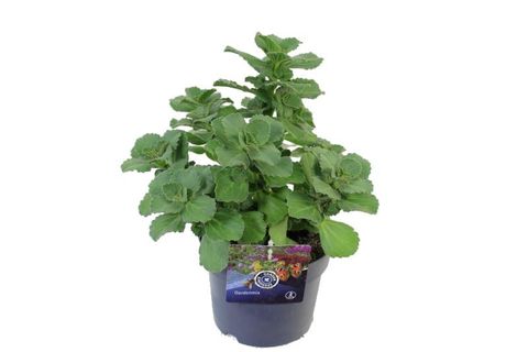 Plectranthus caninus 'Sumcol 01'