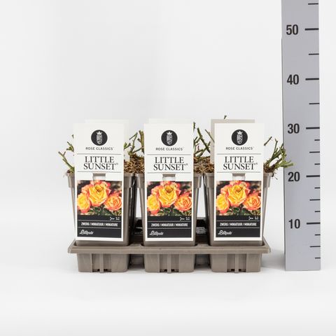 Rosa LITTLE SUNSET