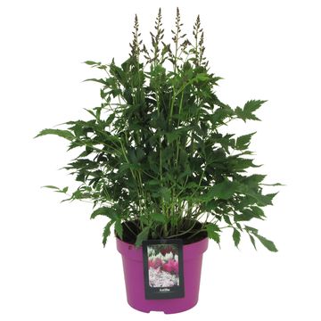 Astilbe 'Mainz'
