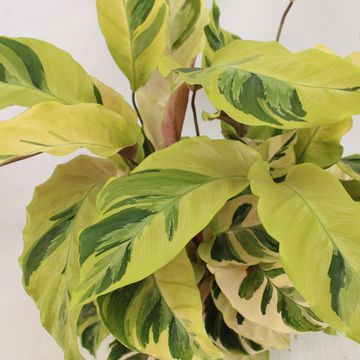 Calathea 'Yellow Fusion'