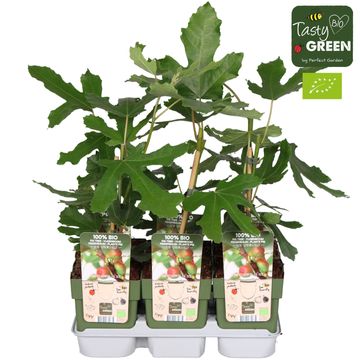 Ficus carica LITTLE MISS FIGGY