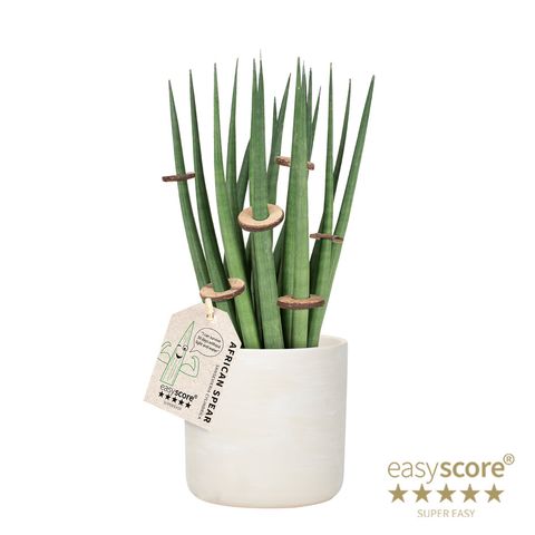 Sansevieria cylindrica