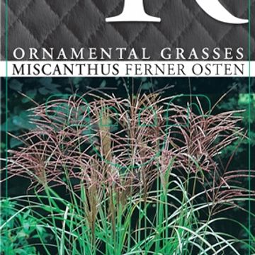 Miscanthus sinensis 'Ferner Osten'