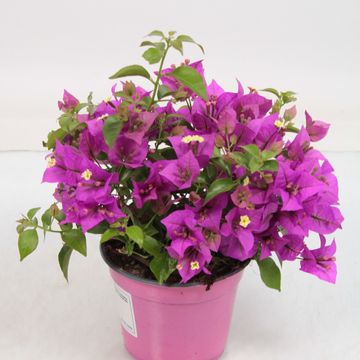 Bougainvillea 'Alexandra'