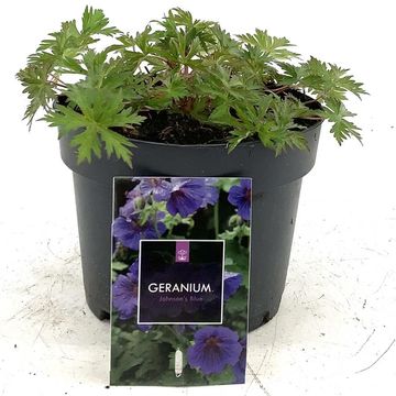 Geranium 'Johnson's Blue'