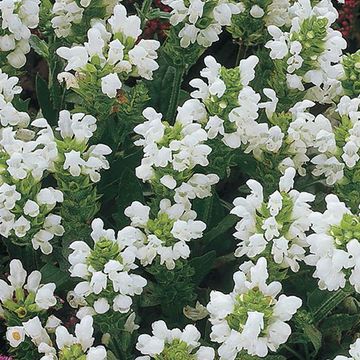 Prunella grandiflora 'Alba'