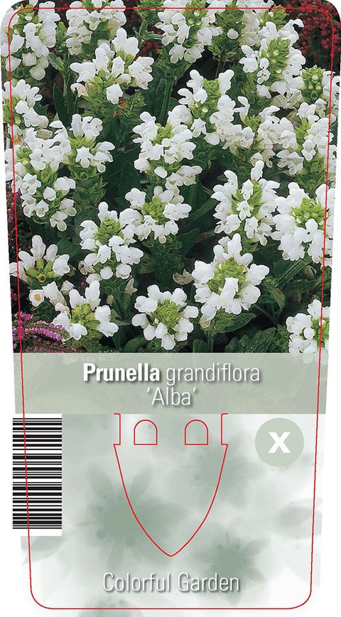 Prunella grandiflora 'Alba'