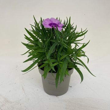 Dianthus 'Diana Lavender Picotee'