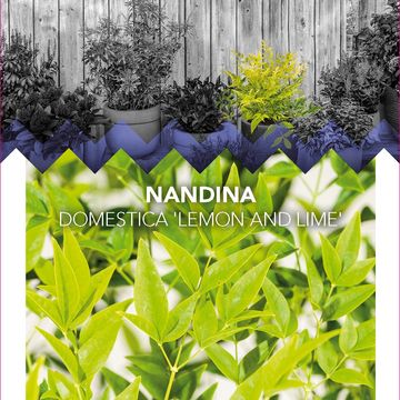 Nandina domestica MAGICAL LEMON & LIME