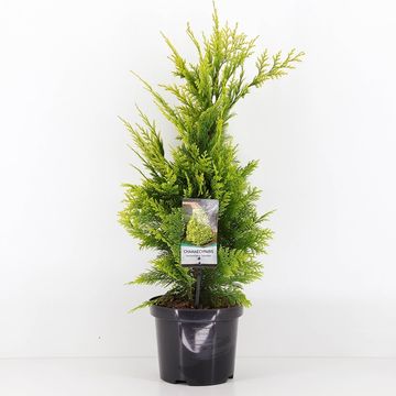 Chamaecyparis lawsoniana 'Ivonne'