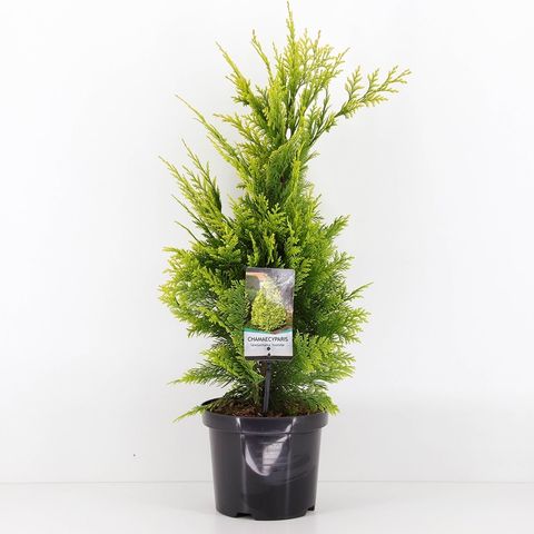 Chamaecyparis Lawsoniana Ivonne Plant Wholesale Floraccess