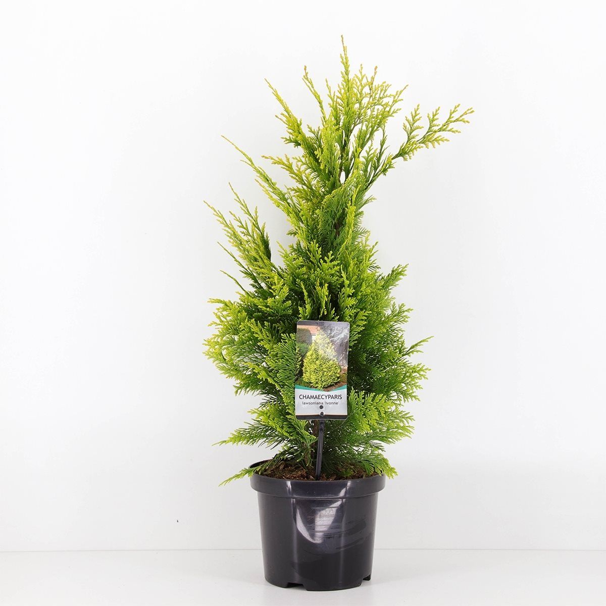 Chamaecyparis lawsoniana 'Ivonne' — Plant Wholesale FlorAccess