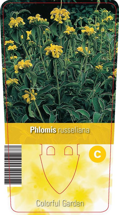 Phlomis russeliana