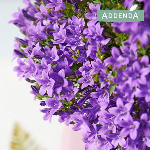 Campanula portenschlagiana AMBELLA INTENS PURPLE