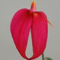 Masdevallia veitchiana