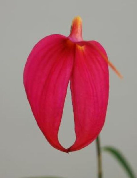 Masdevallia veitchiana