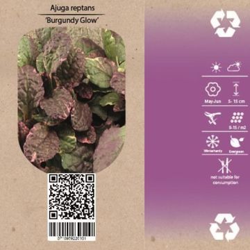 Ajuga reptans 'Burgundy Glow'