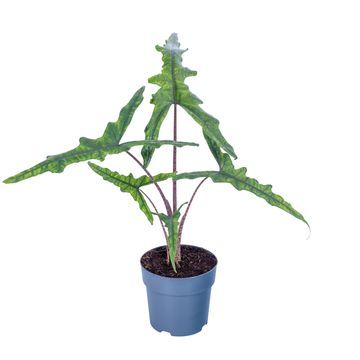 Alocasia SABRINA NARROW