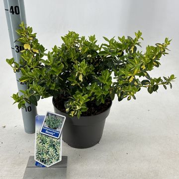 Euonymus fortunei BLONDY
