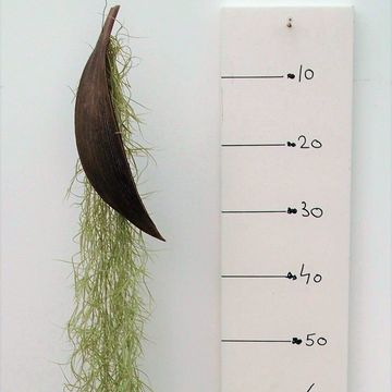 Tillandsia usneoides