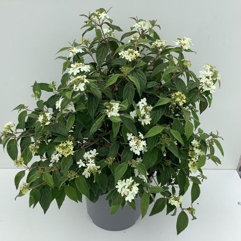 Viburnum plicatum 'Watanabe'