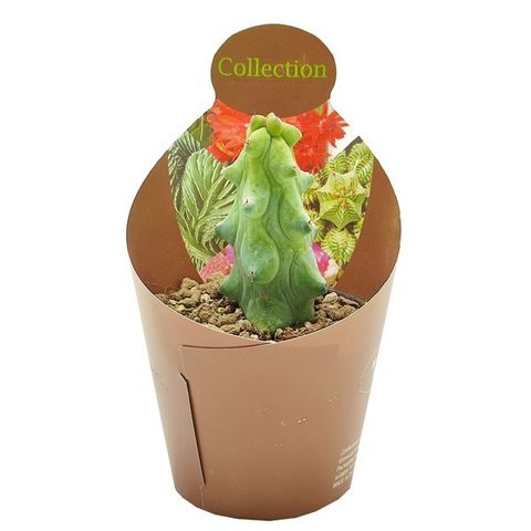 Myrtillocactus geometrizans 'Fukurokuryuzinboku'