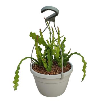 Epiphyllum anguliger