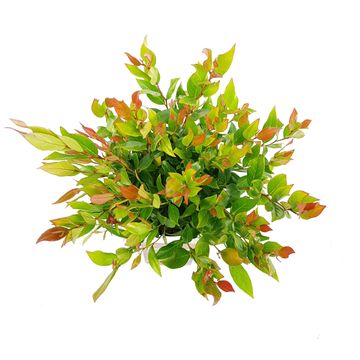 Leucothoe 'Little Flames'