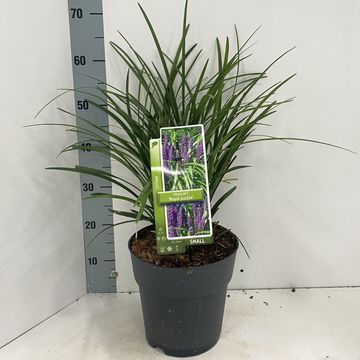 Liriope muscari 'Royal Purple'