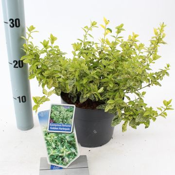 Euonymus fortunei GOLDEN HARLEQUIN