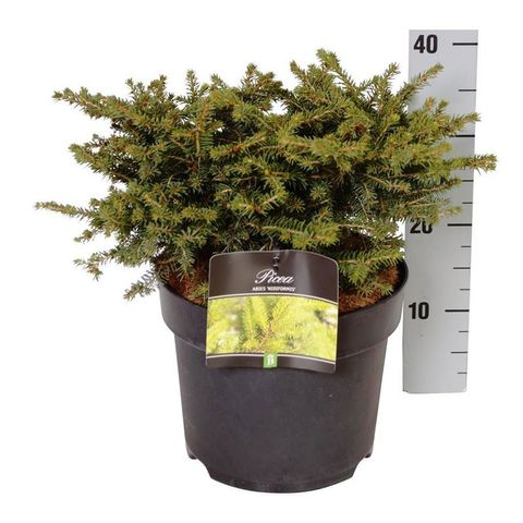 Picea abies 'Nidiformis'