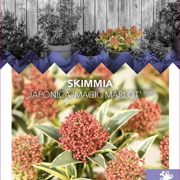 Skimmia japonica 'Magic Marlot'