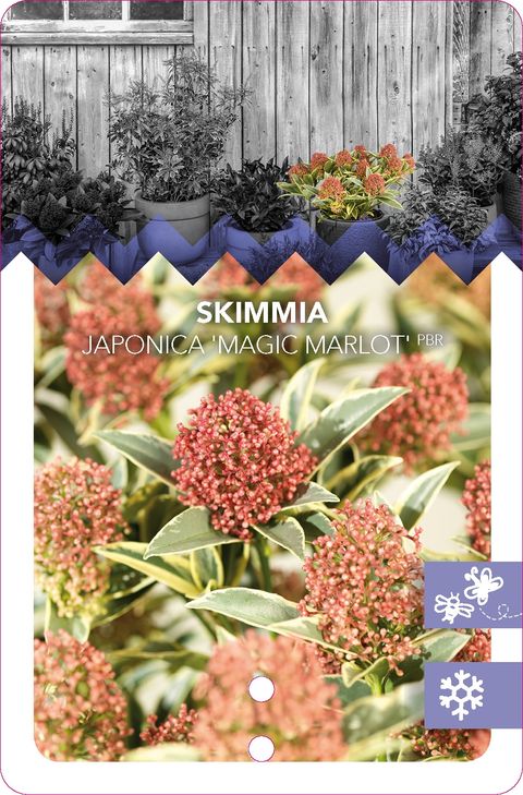 Skimmia japonica 'Magic Marlot'