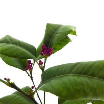 Citrus limon 'Lemon Lover'