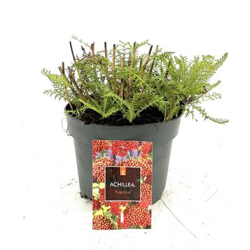 Achillea millefolium 'Paprika'