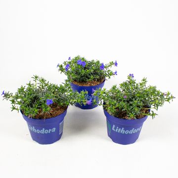 Lithodora diffusa