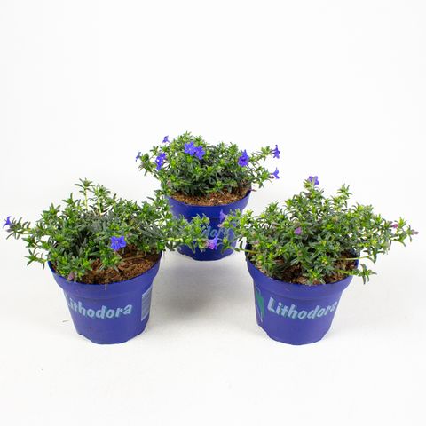 Lithodora diffusa