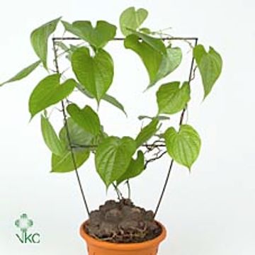 Dioscorea mexicana