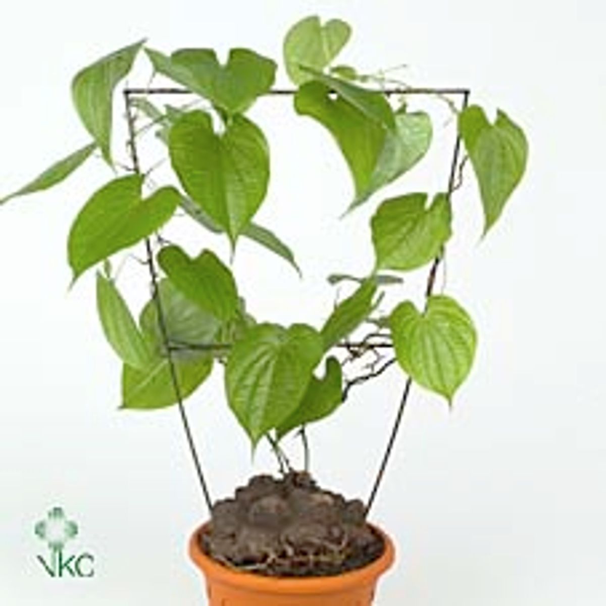 Dioscorea Mexicana — Plant Wholesale Floraccess