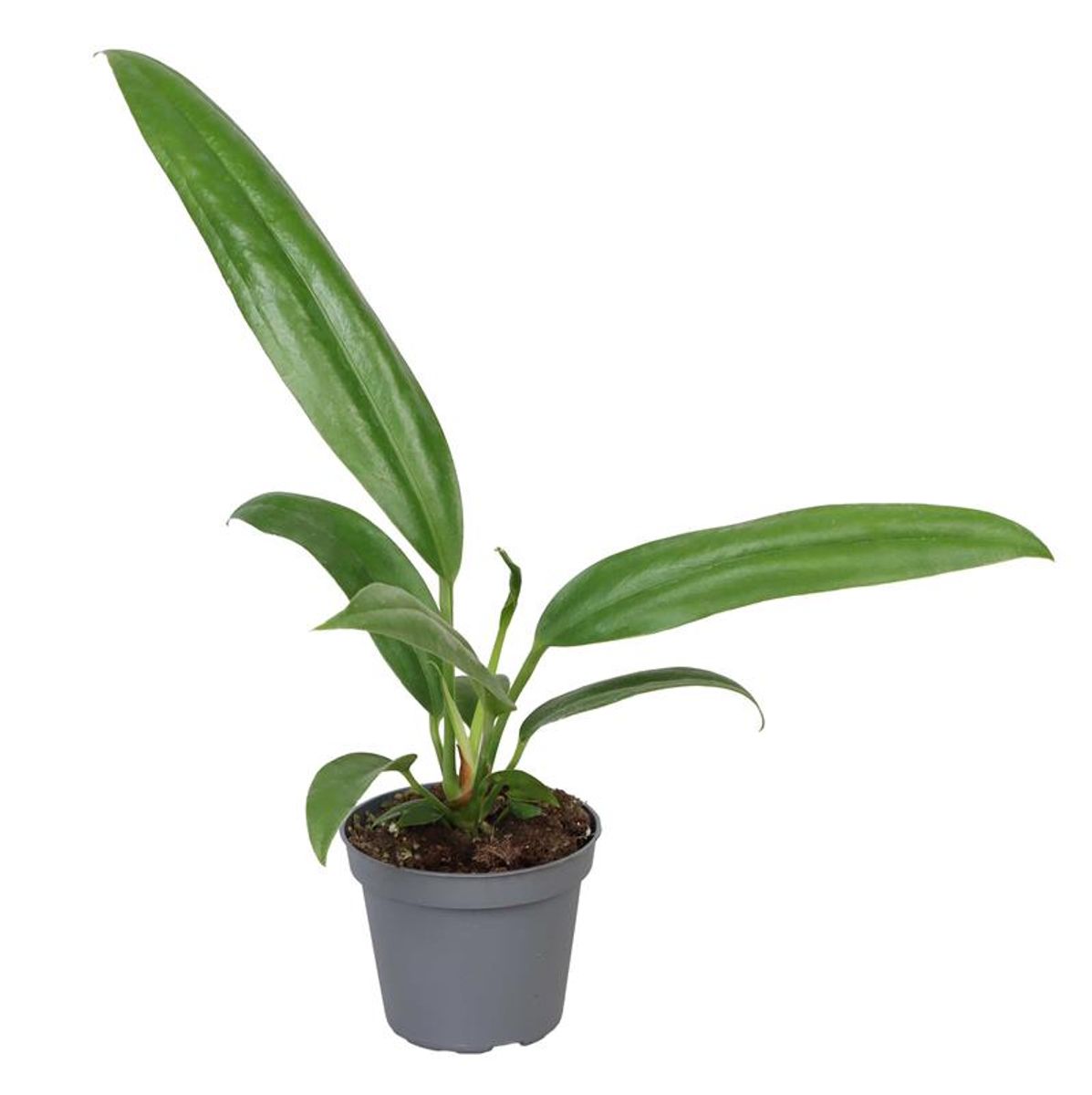 Anthurium bakeri  Plant Wholesale FlorAccess