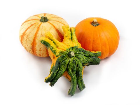 Cucurbita pepo MIX