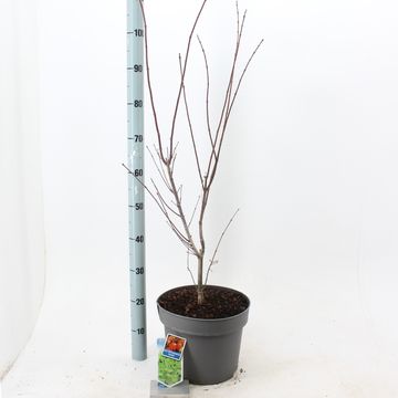 Acer shirasawanum 'Jordan'