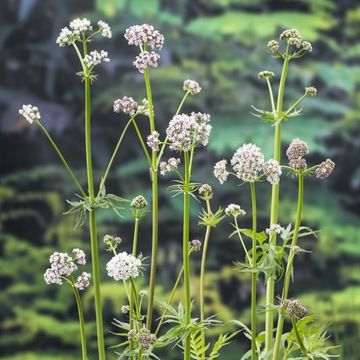 Valeriana officinalis