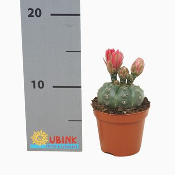 Gymnocalycium baldianum