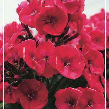 Phlox 'Strawberry Daiquiri'